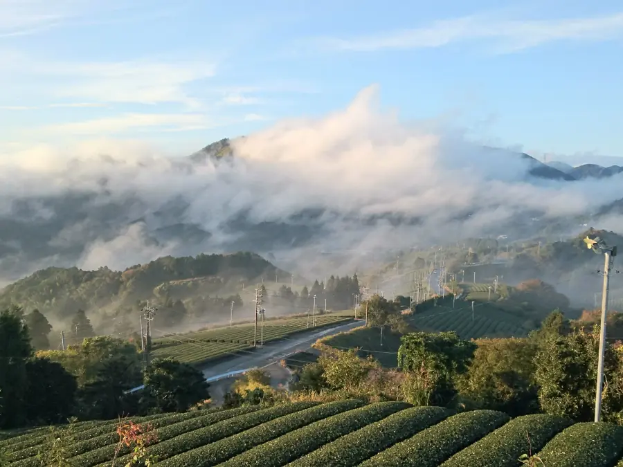 Woher kommt Matcha und wie wird er hergestellt?
