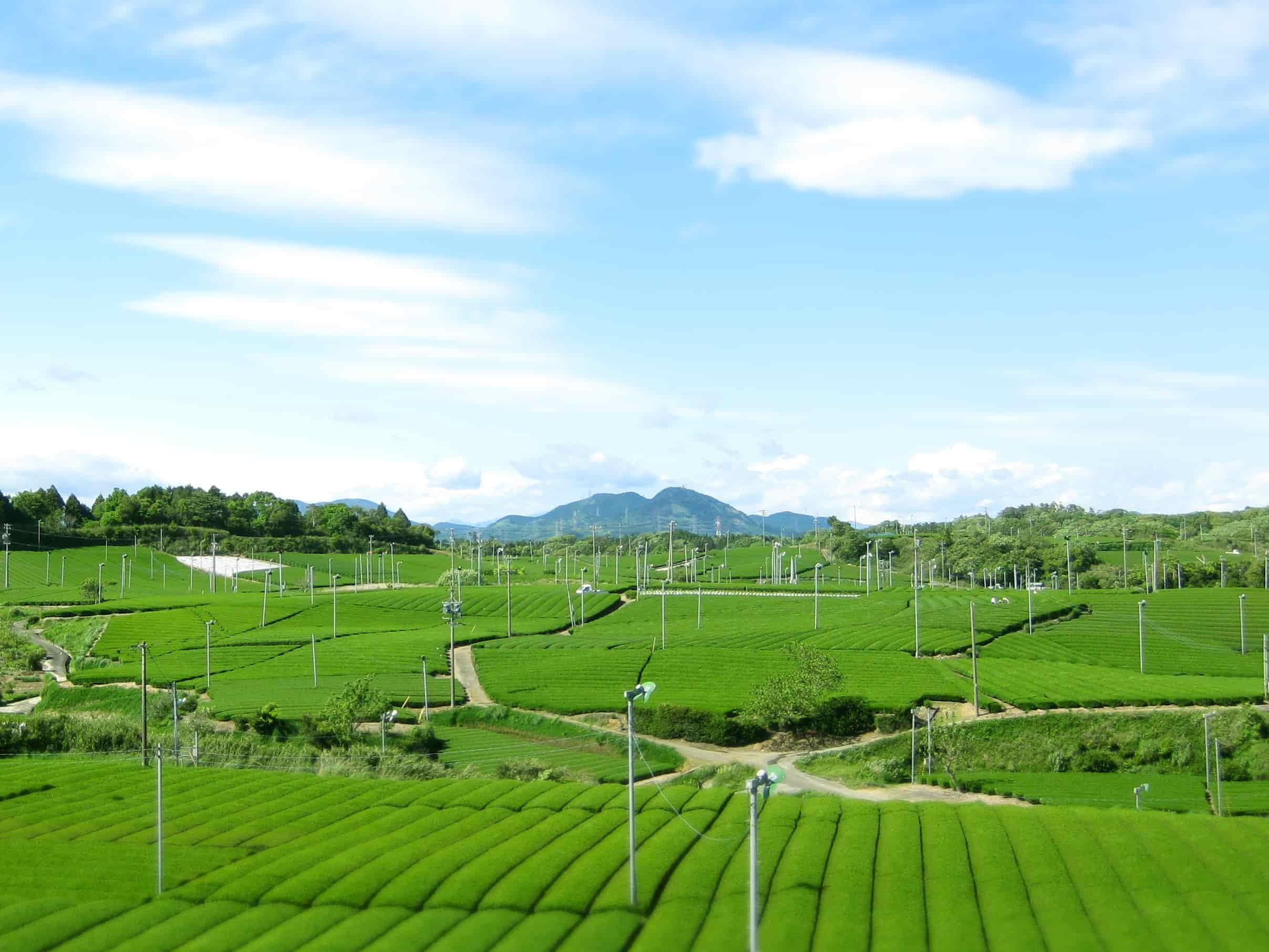 Grüntee Plantage mit blauem Himmel