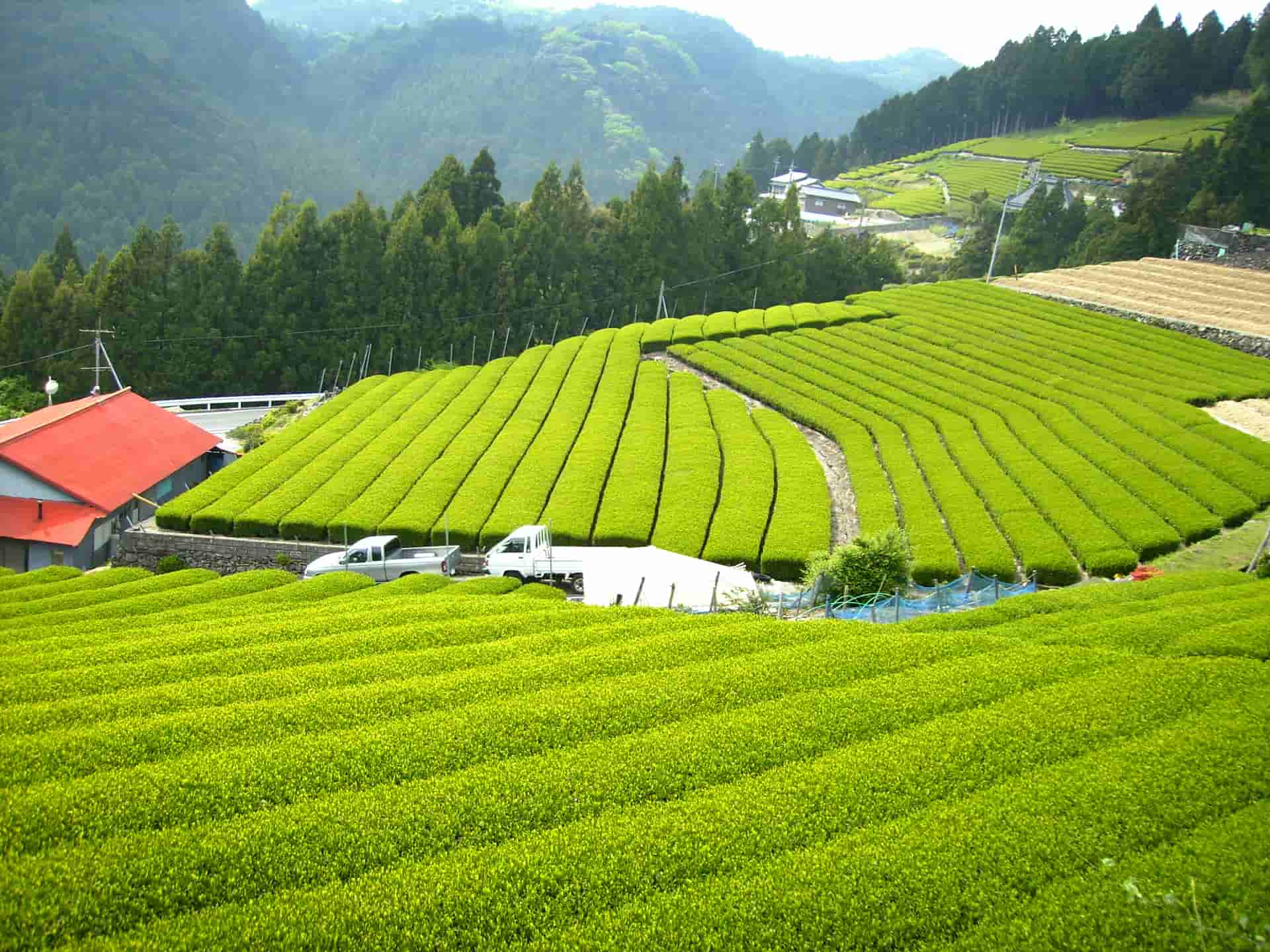 Teefelder Japan