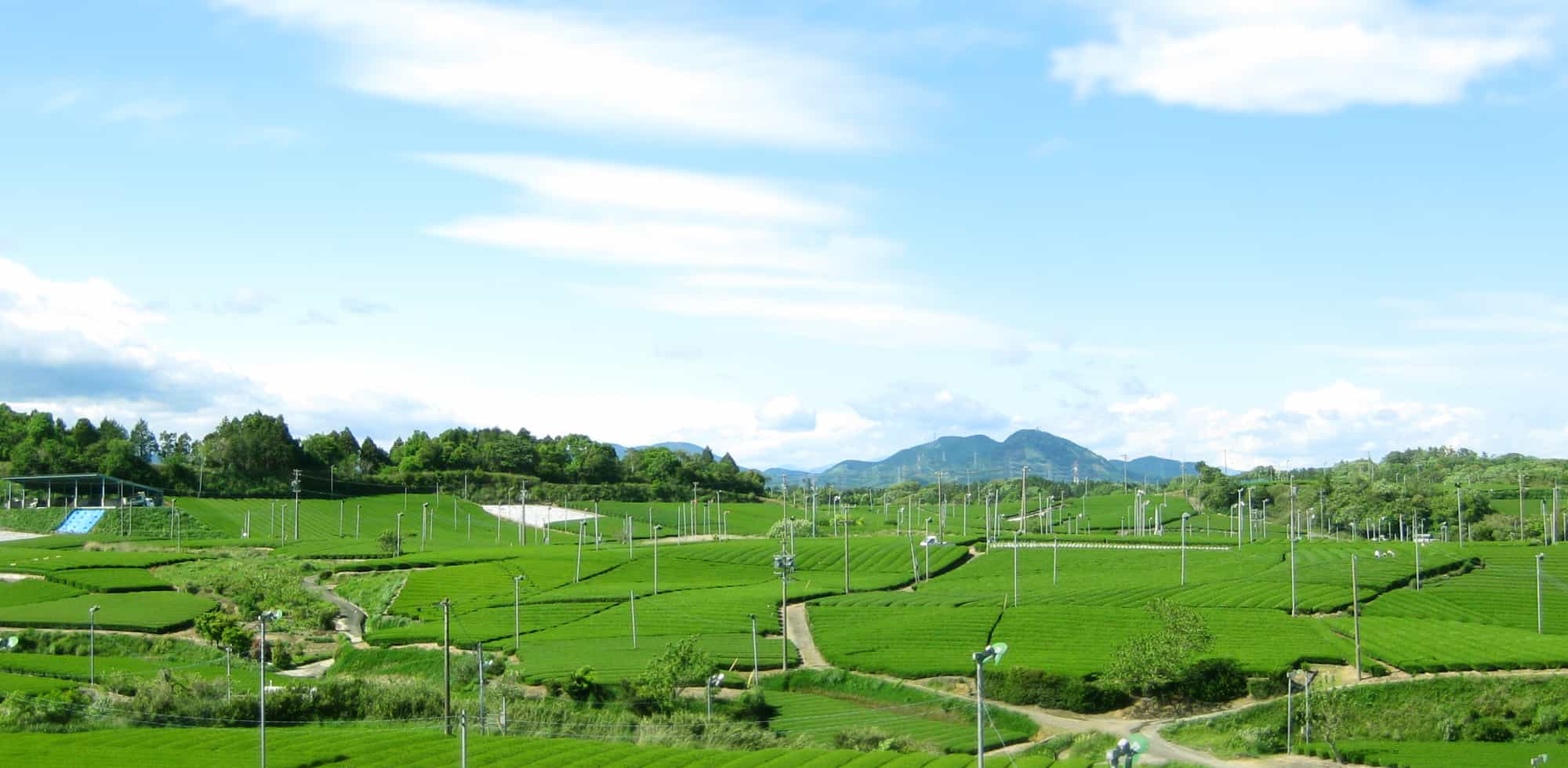 Blick über frische Teefelder Japans